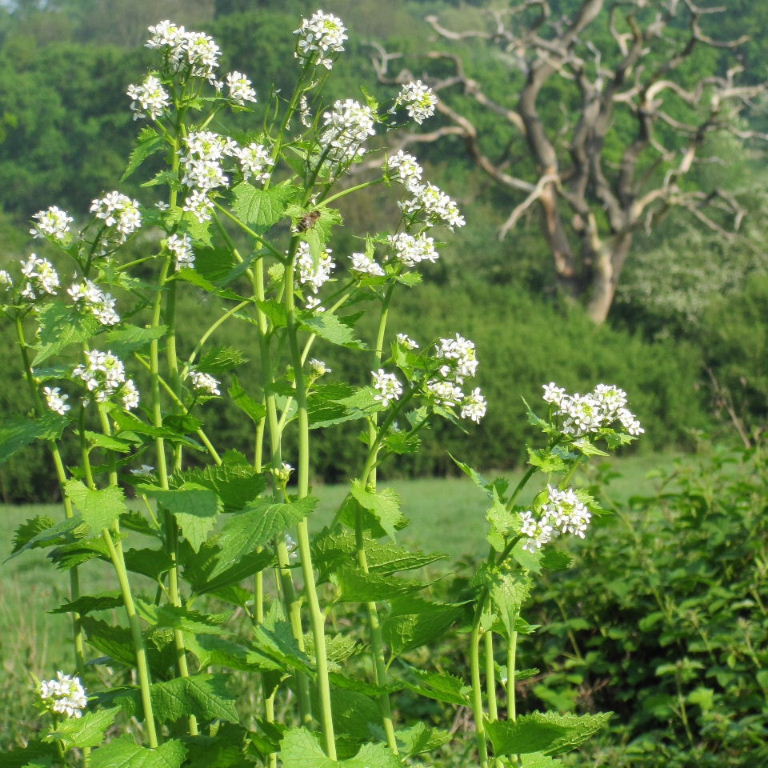 British wild flowers