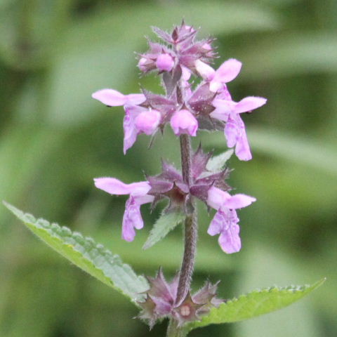 Marsh Woundwort
