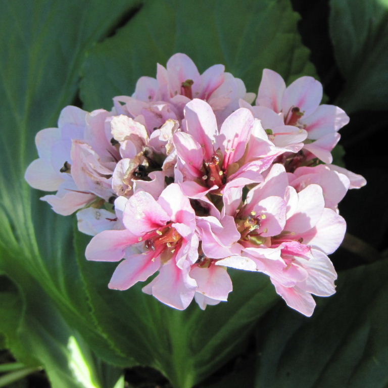 British wild flowers
