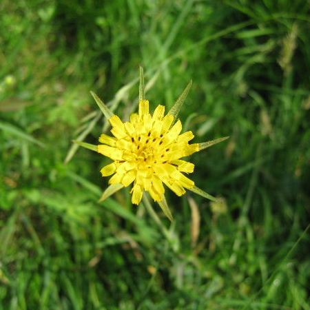 Meadow Salsify
