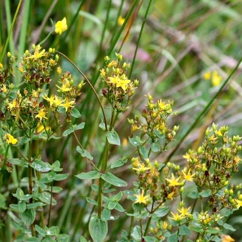 Square-stemmed St John's Wort