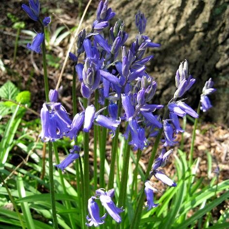 Bluebell