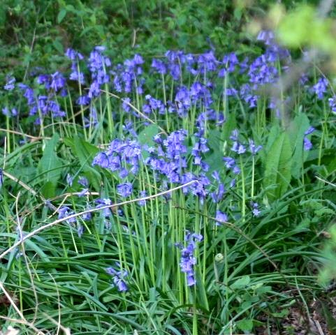 Bluebells