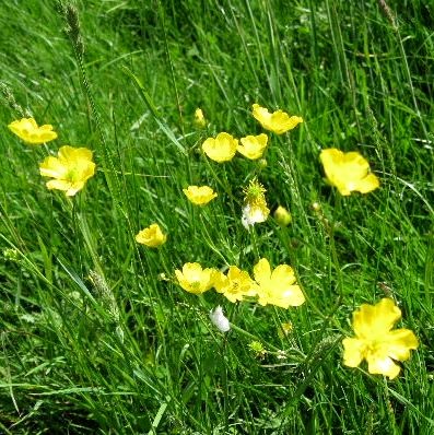 Buttercups