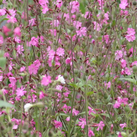 Pink campion