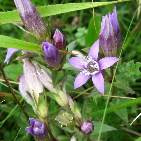 Chiltern Gentian