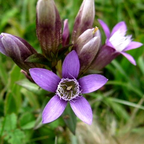 Chiltern Gentian