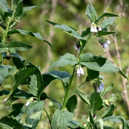 Comfrey
