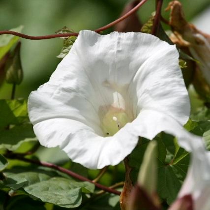 Convolvulus