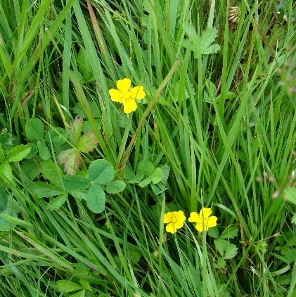 Creeping Cinquefoil