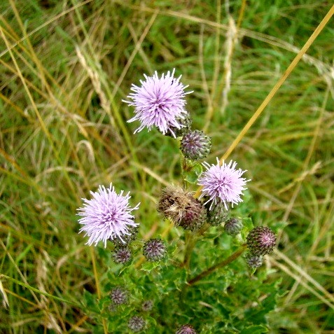 Creeping Thistle