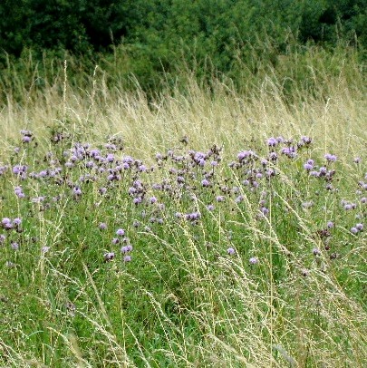 Creeping Thistle