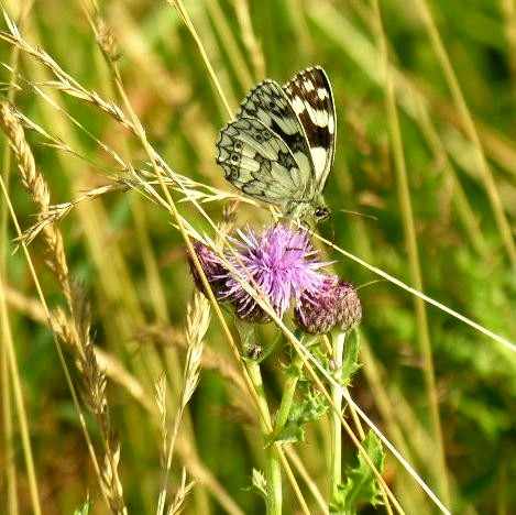Creeping Thistle with Marbled White butterfly