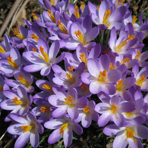 Crocus