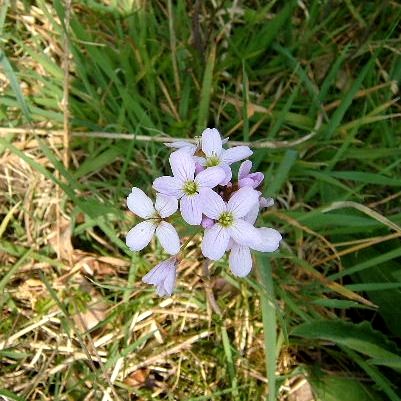 Cuckoo Flower