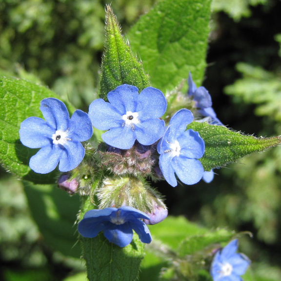 Green Alkanet