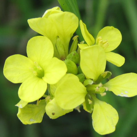 Brassica sp.