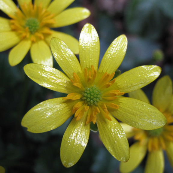 Celandine