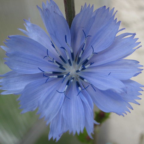 Chickory