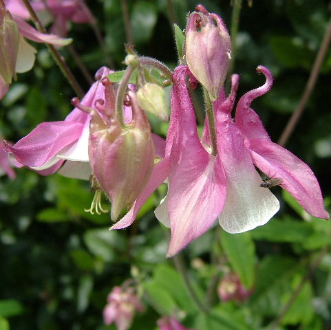 Columbine
