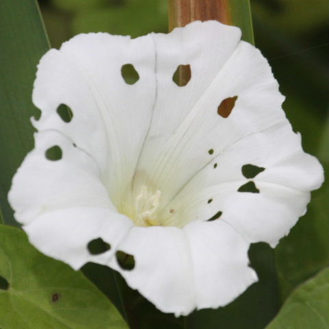Bindweed