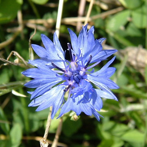 Cornflower
