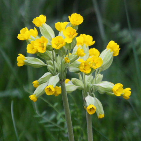 Cowslip